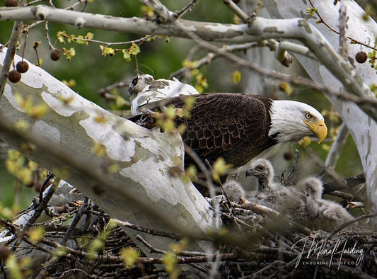 Mother bald eagle about to feed her three (a rare occurrence) eaglets in the nest.